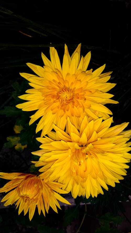 ayçiçeği, çiçek yatağı, doğal içeren Ücretsiz stok fotoğraf