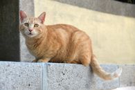 Orange Tabby Cat on Gray Concrete Surface