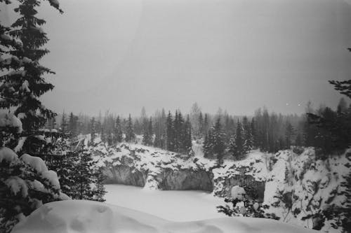 Immagine gratuita di alberi, ambiente, bianco e nero