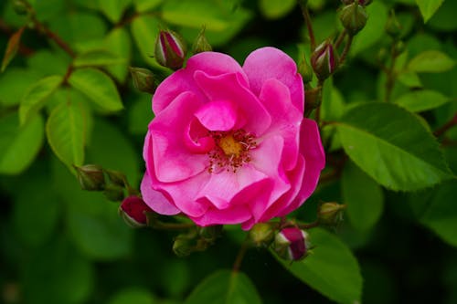 Pink Flower and Green Leaves on a Stem