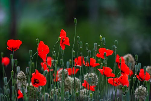 Red Flowers in Bloom