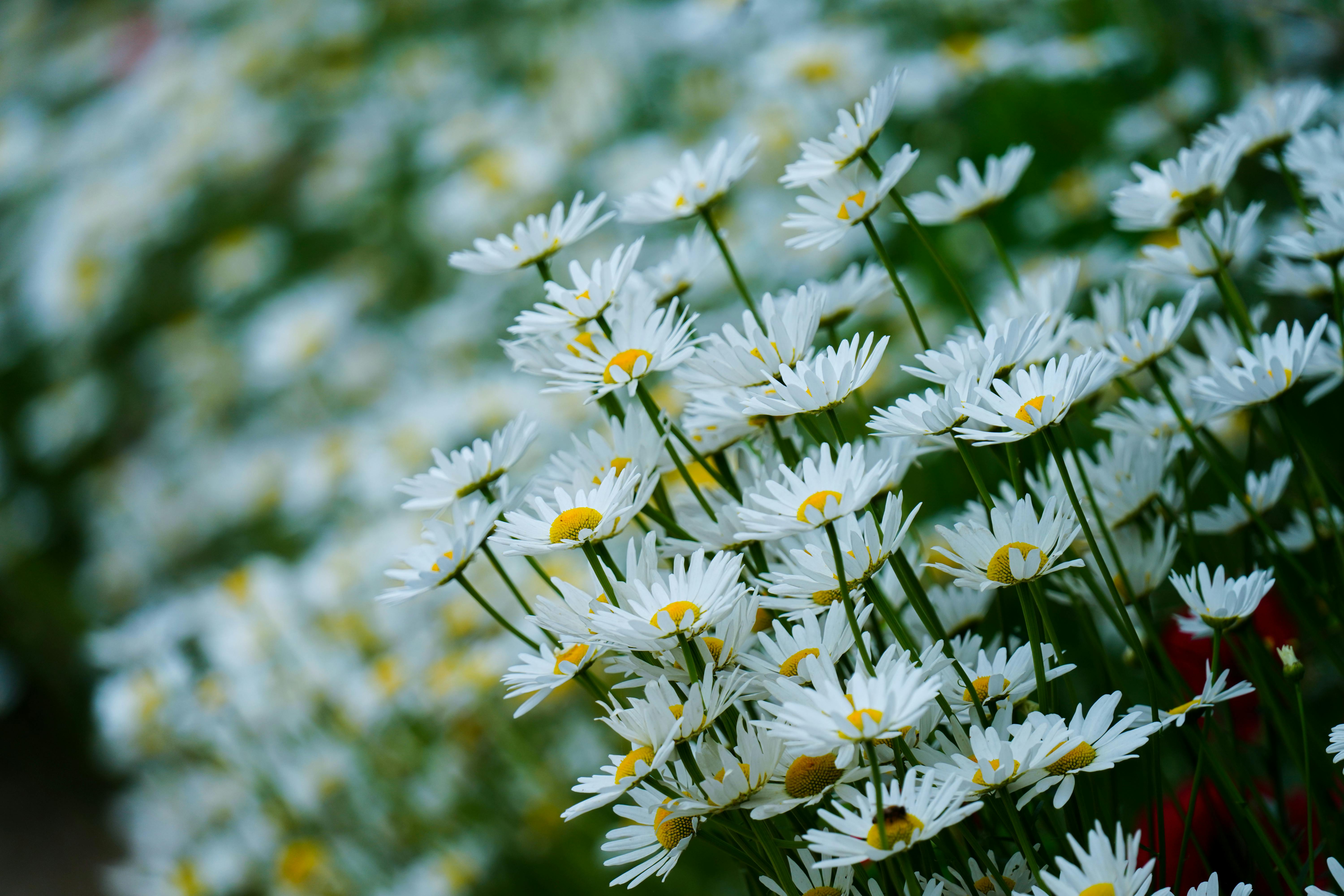 White Flowers in Bloom · Free Stock Photo