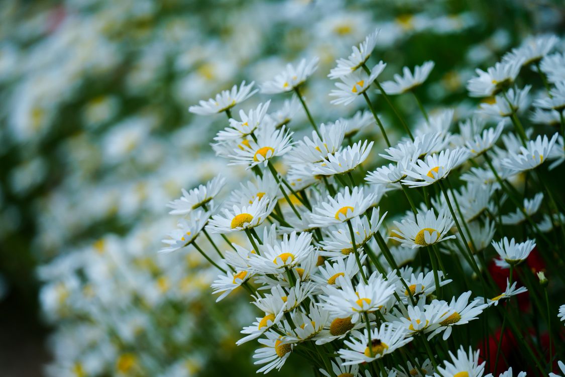 White Flowers in Bloom · Free Stock Photo