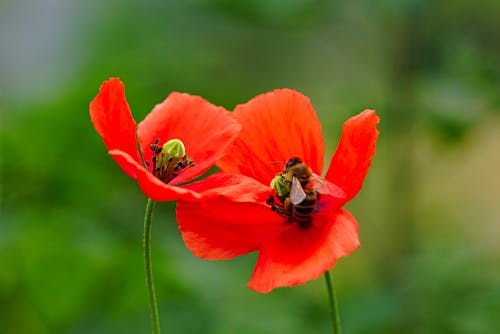 Free Black and Yellow Bee on Red Flower Stock Photo