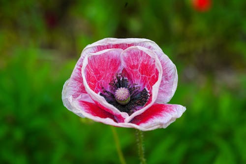 A Pink Flower in Bloom