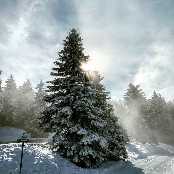 A single fir in drifting mountain mist — photo by Noël Raffoux on Pexels