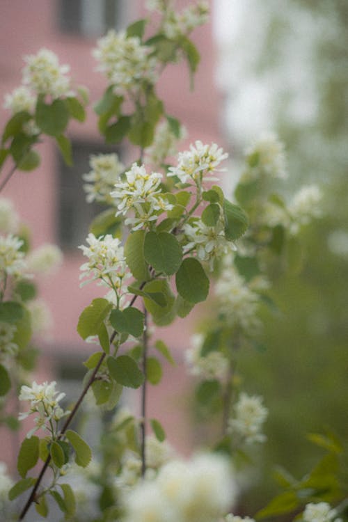 Kostnadsfri bild av anläggning, blomma, blomning