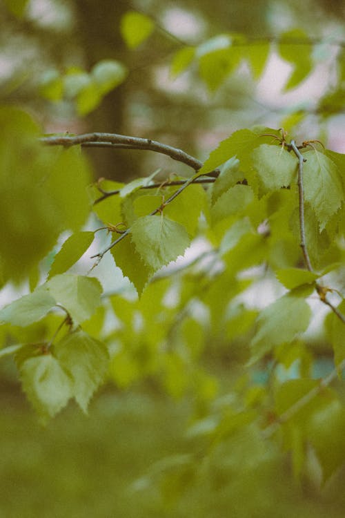 Darmowe zdjęcie z galerii z fotografia roślin, gałąź drzewa, roślina