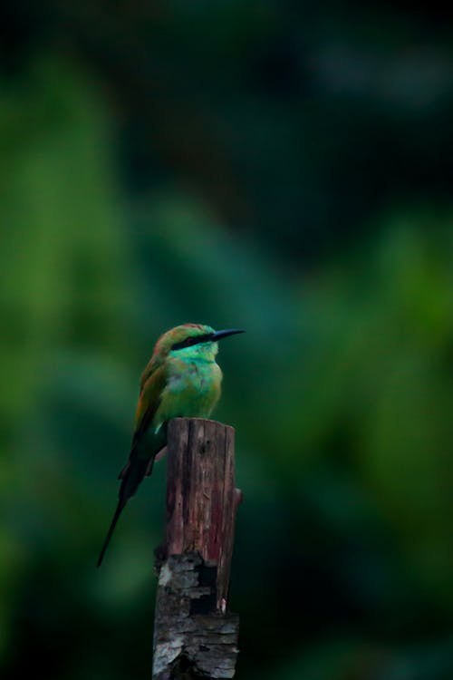 Free stock photo of asia, bee eater, color