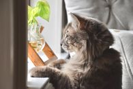 Grey and White Long Fur Cat on White Table
