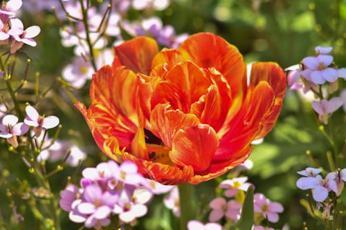 açan çiçekler, alan, bitki örtüsü içeren Ücretsiz stok fotoğraf