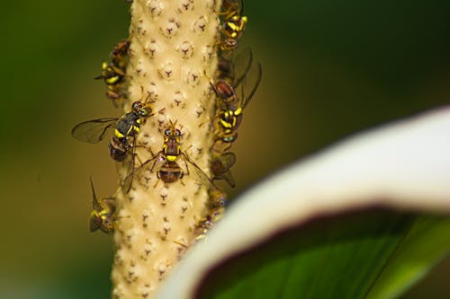Close-up of Oriental Fruit Flies Sitting on a Stem 