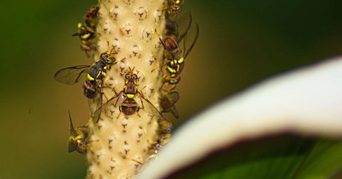 fruit fly