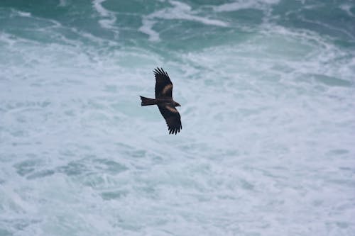 Free Black Bird Flying over the Sea Stock Photo