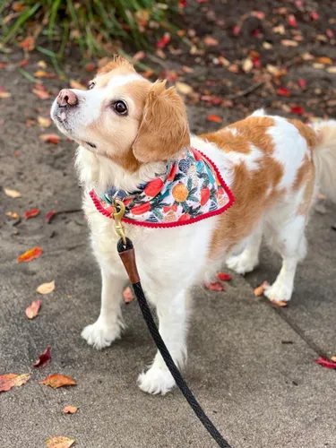 Dog wearing a stylish bandana outdoors — correct sizing ensures the bandana sits beautifully and comfortably