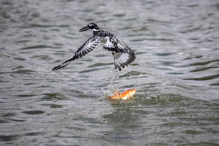 Bird Catching Fish In Water