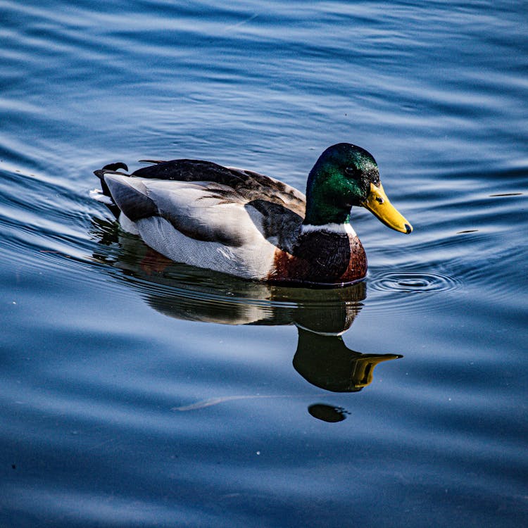 Mallard Duck On Water