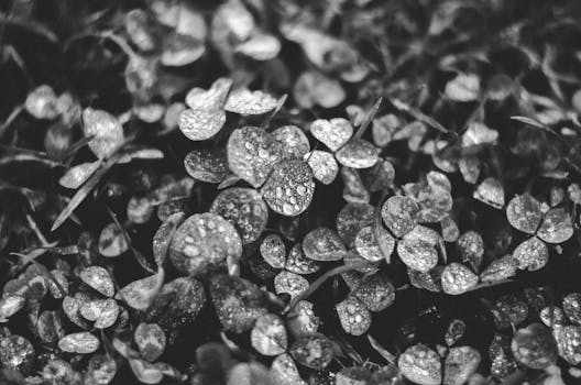 Black and white close-up of clovers with dew droplets, showcasing natural texture and details.