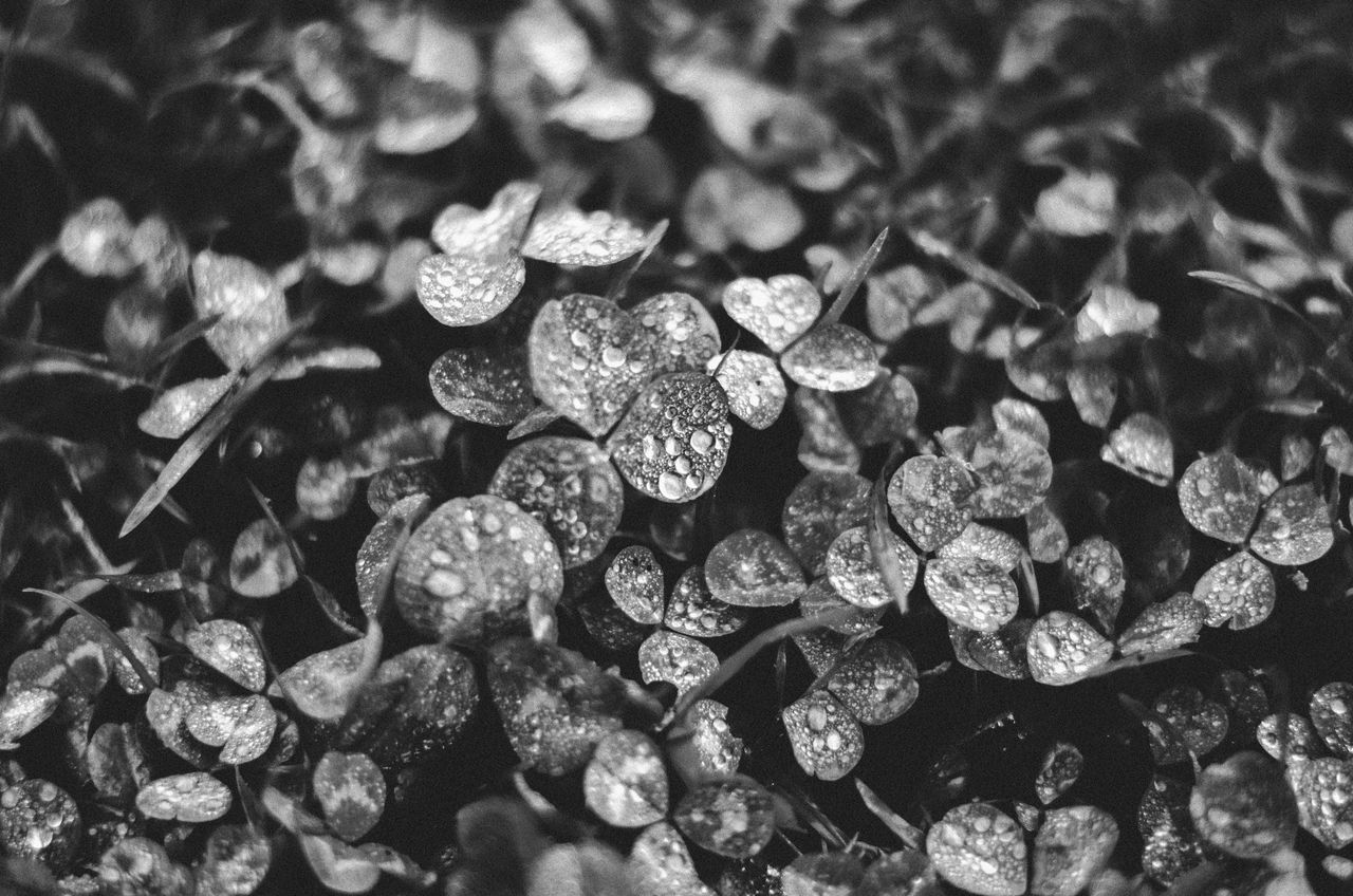 black and white close up of clovers with dew droplets showcasing natur
