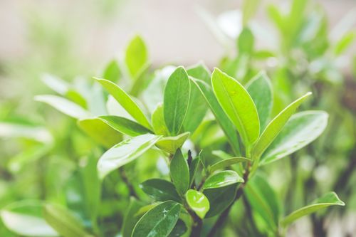Free Close-up of vibrant green leaves with a soft focus, showcasing nature's lush beauty. Stock Photo