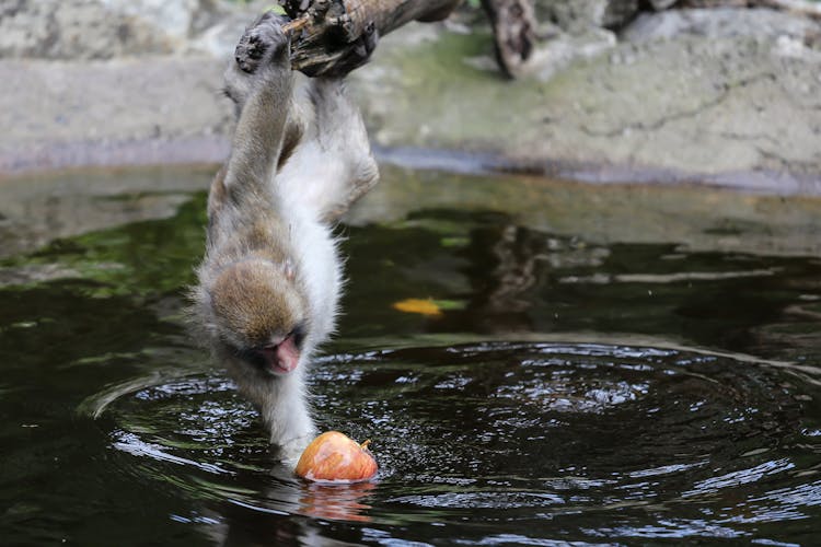 Monkey Reaching An Apple On Body Of Water