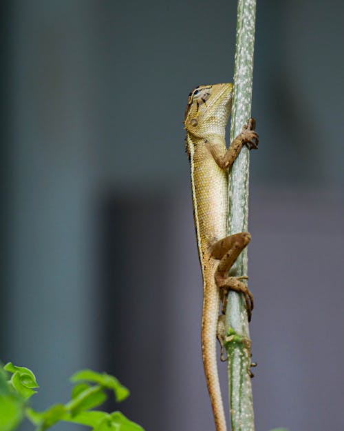 Základová fotografie zdarma na téma detail, fotografování zvířat, orientální zahrada ještěrka