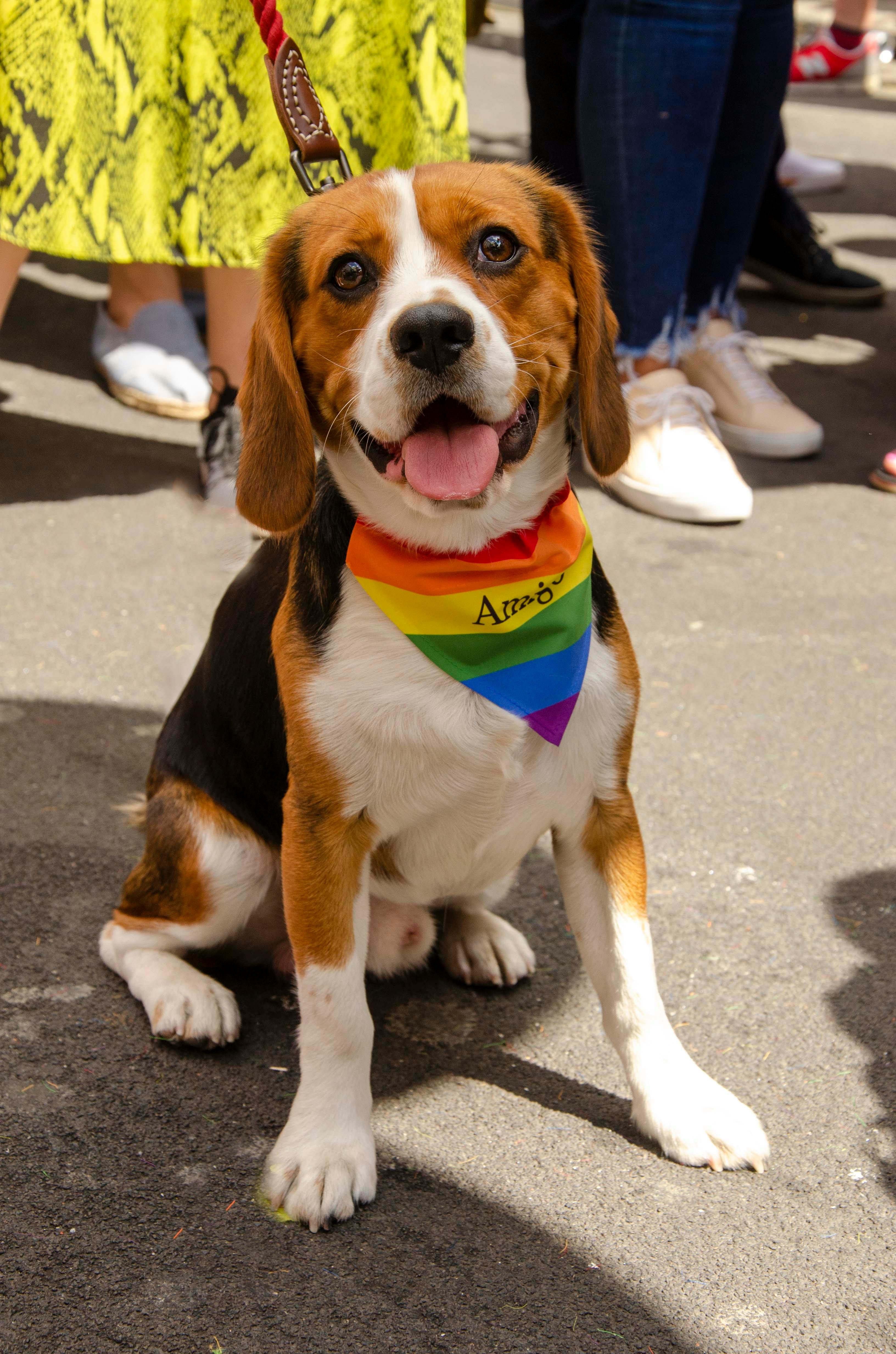 Beagle scarf discount