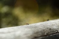 Close-up of Ant Walking on Wood