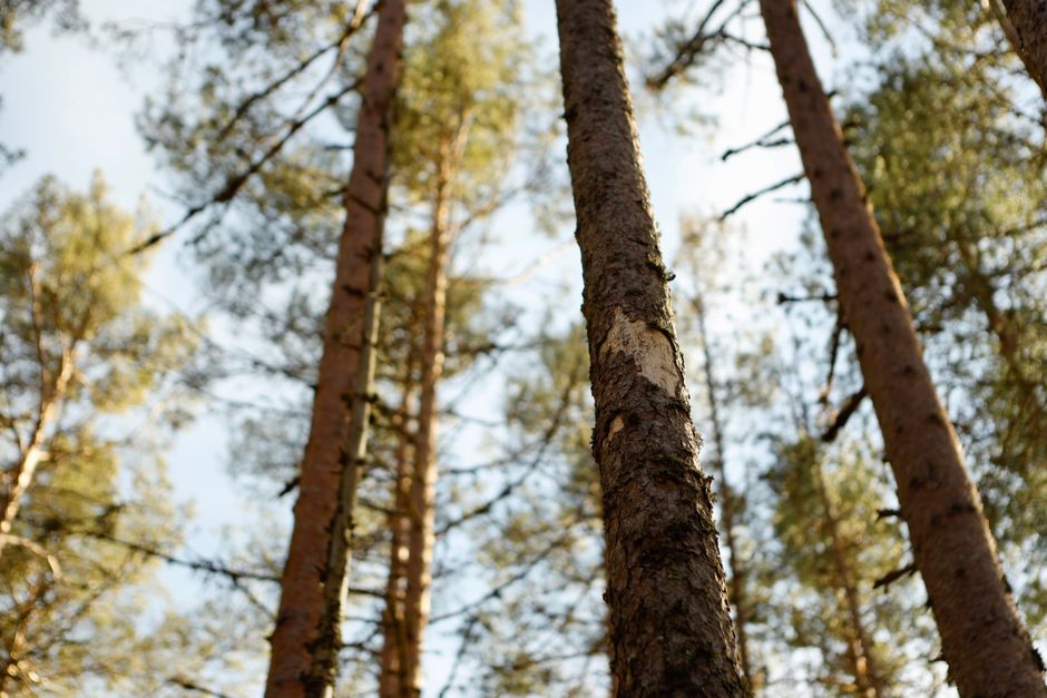 Sunlit forest featuring towering pine trees with detailed bark and branches.