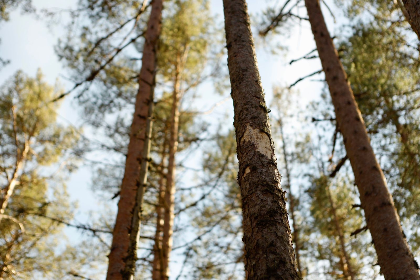 Why Are Woodpeckers Obsessed With Your Trees? These 14 Hidden Features Tell All 3 Sunlit forest featuring towering pine trees with detailed bark and branches.