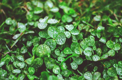 나뭇잎, 무성한, 비의 무료 스톡 사진