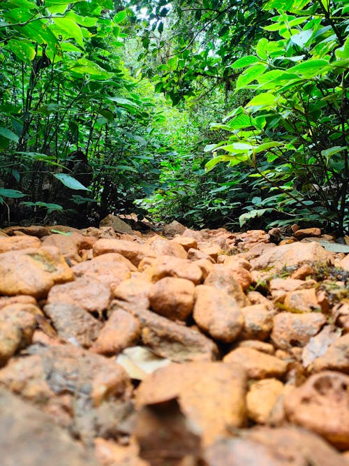 Foto profissional grátis de 2020 wallpaper, floresta de árvores, Floresta Negra