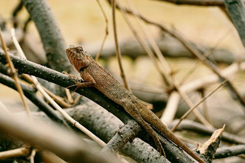 Free A Brown Lizard on Tree Branch Stock Photo