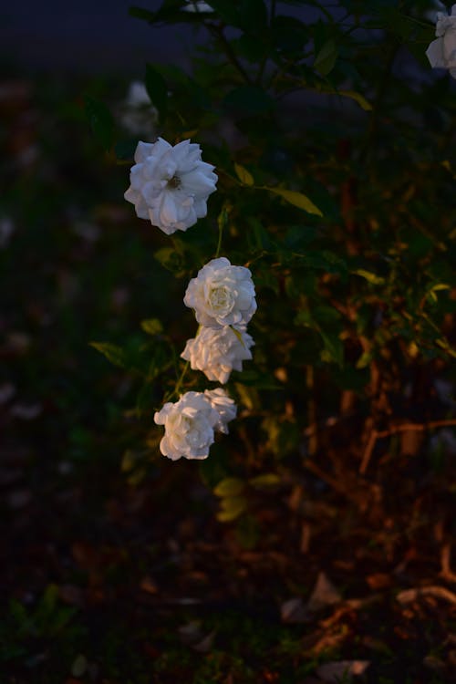 Gratis stockfoto met aarde, bloemblaadjes, bloemen