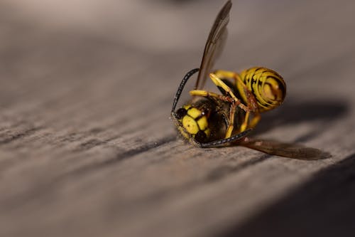 Безкоштовне стокове фото на тему «Бджола, впритул, дика природа» стокове фото
