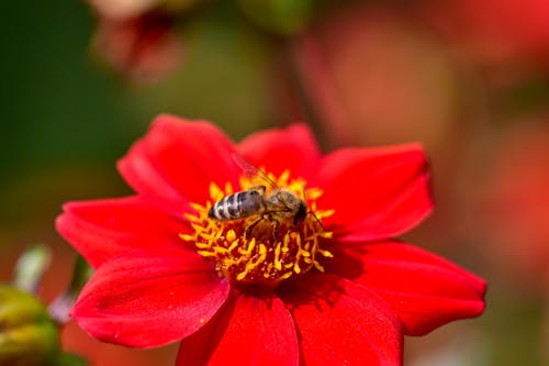 A Red Flower With Bee on Top