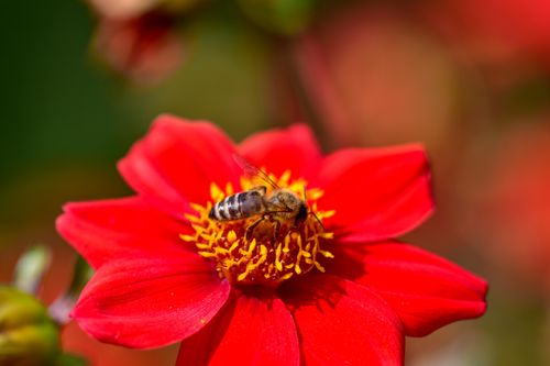 Free Macro shot of a bee collecting pollen from a vibrant red dahlia flower in bloom. Stock Photo