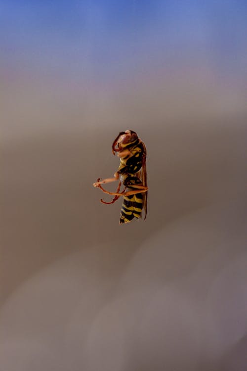 Kostenloses Stock Foto zu fliege, insekt, insektenfotografie