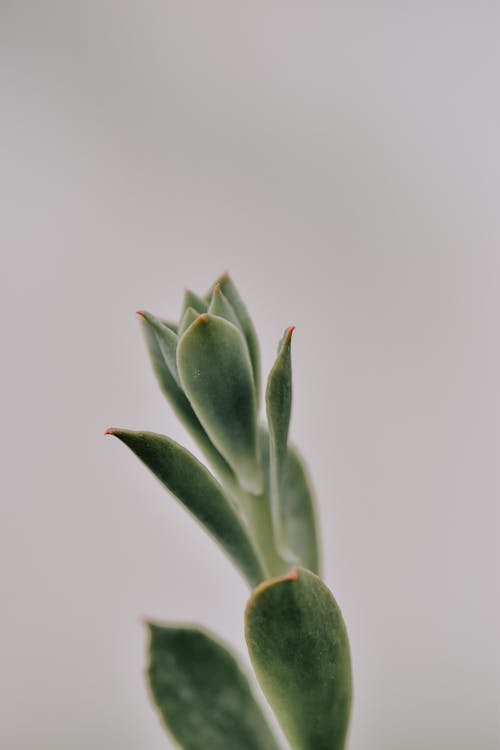 A Green Cactus  Plant