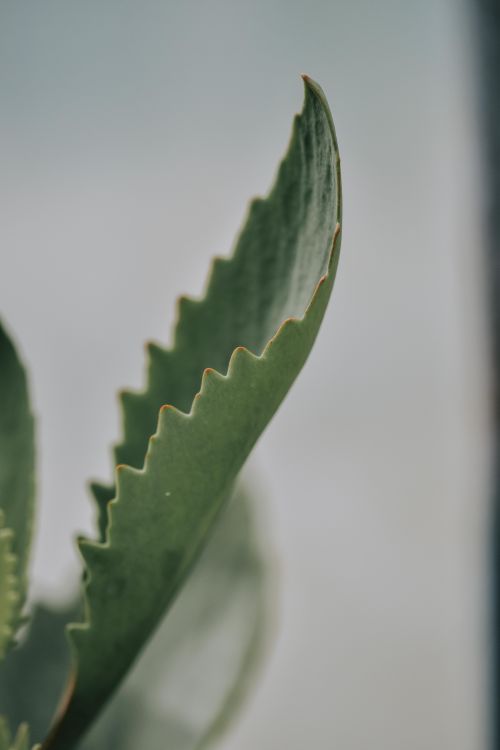 Free Detailed close-up of a green serrated leaf against a soft white background. Stock Photo