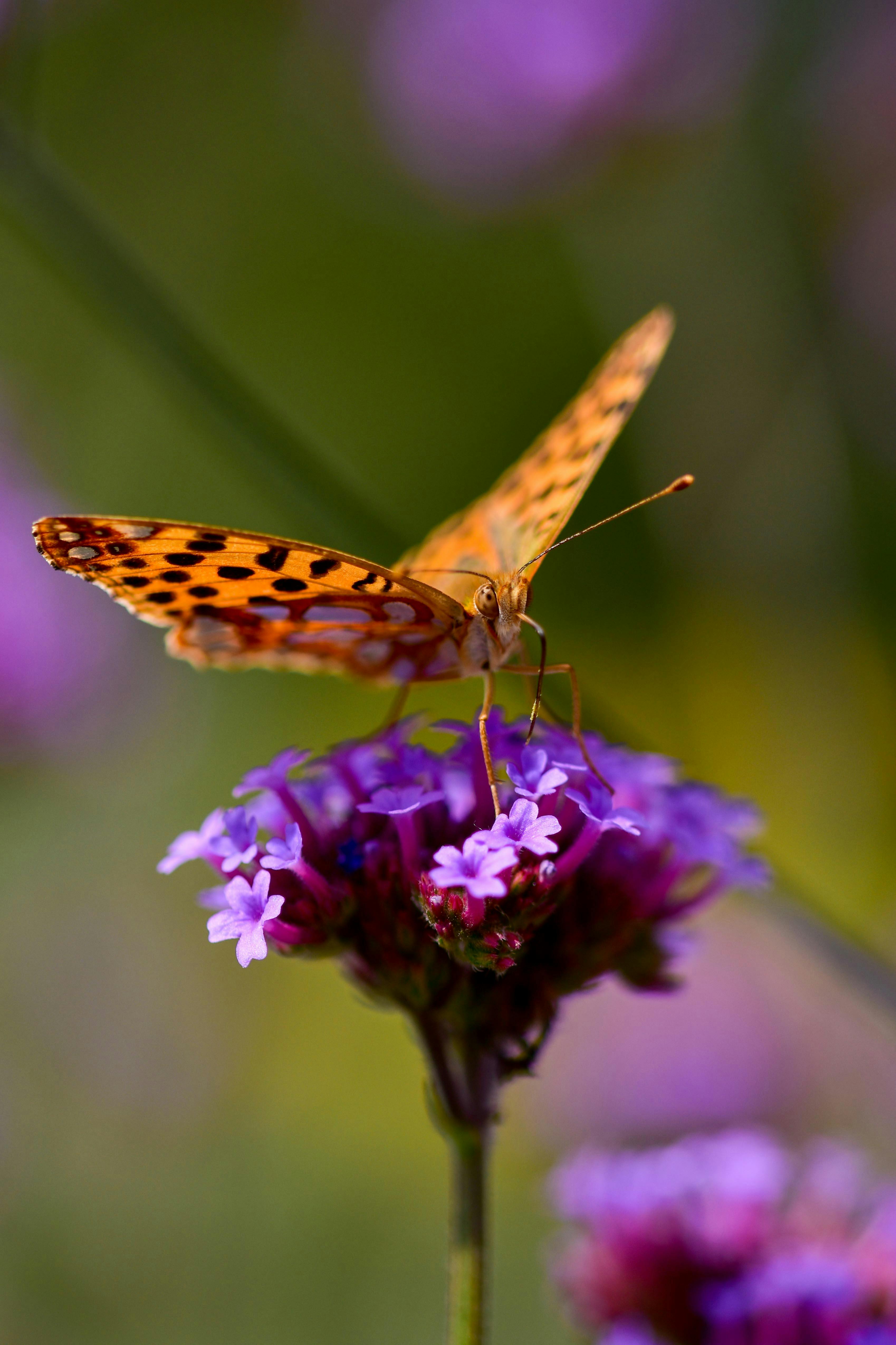 a butterfly perched on a purple flowers