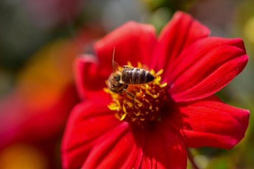 A Close-up Shot of a Bee Perched on a Red Flower