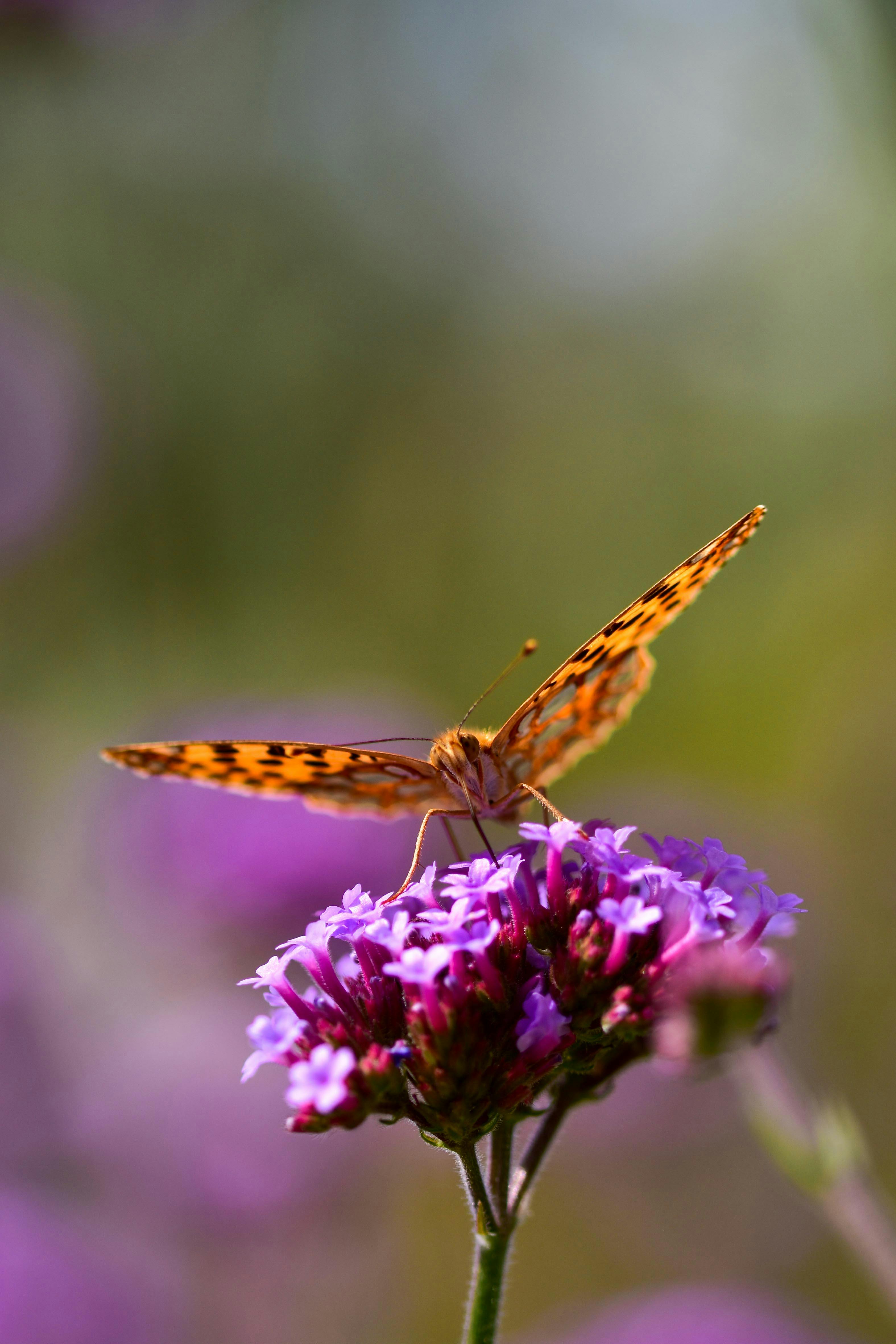 Brown and Black Butterfly on Purple Flower · Free Stock Photo