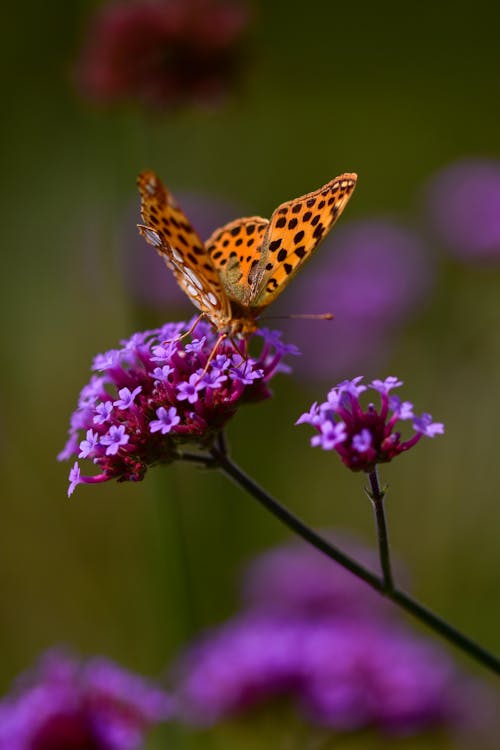 Brown and Black Butterfly on Purple Flower