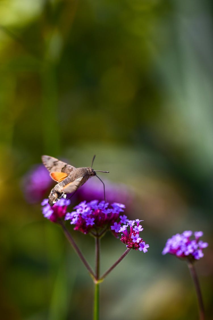 Brown Moth Perched On Purple Flower