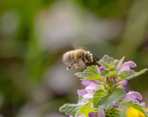 Gratis Fotos de stock gratuitas de abeja, animal, de cerca Foto de stock