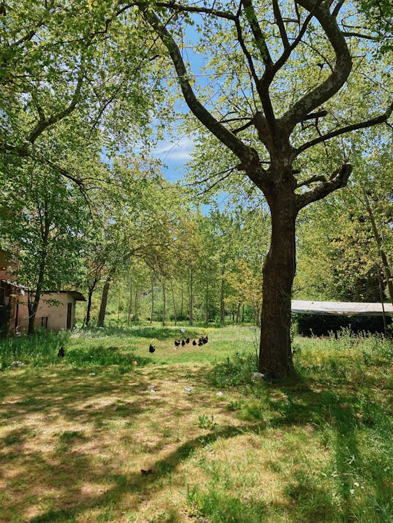 Green Grass Field With Trees and Houses