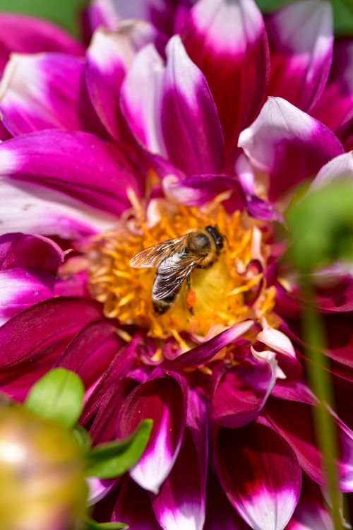 Free Detailed macro shot of a bee pollinating a vibrant purple and pink dahlia flower. Stock Photo