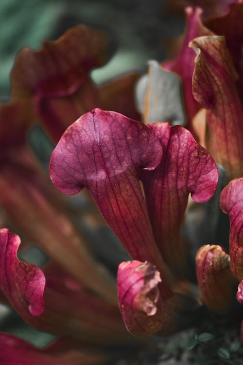 Purple Flowers in Close-up Shot