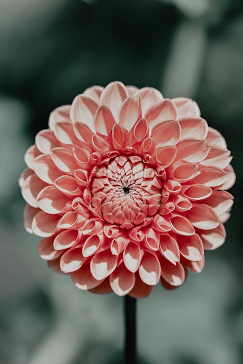 Close-Up Photo of Pink Flower